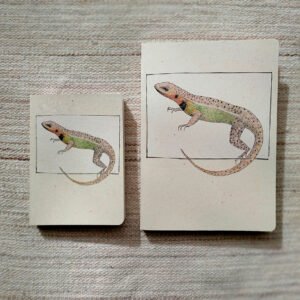 Lagarto Collarejo
