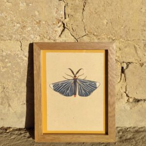 Cuadro Polilla Azul