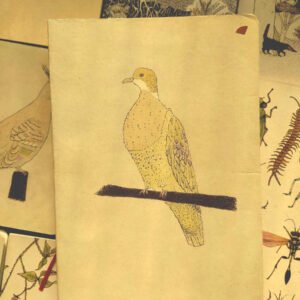 Agáchese Grandes, papel blanco